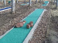 Minigolf