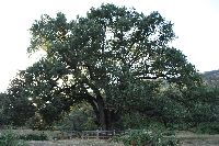 Roble Acarreadero en la carretera de Cabezabellosa-El Torno